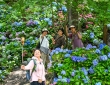 南岸：南山大金鹰绣球花海绽放如同梦幻花境