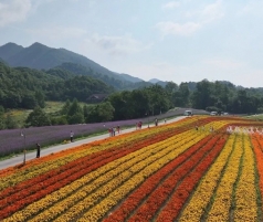 巫溪红池坝：朝霞彩虹映花海 风光美如画