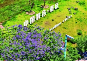 南岸：蓝花楹盛放 通江大道点燃紫色浪漫