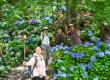 南岸：南山大金鹰绣球花海绽放如同梦幻花境