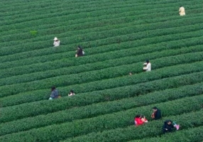 巴南：春茶抢“鲜”开采