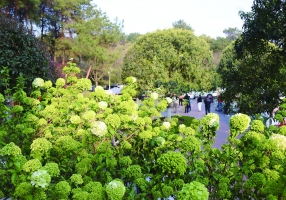一路繁花满城春意 科技助力山城锦“绣”“枫”景