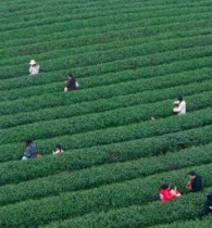 巴南：春茶抢“鲜”开采