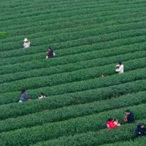 巴南：春茶抢“鲜”开采