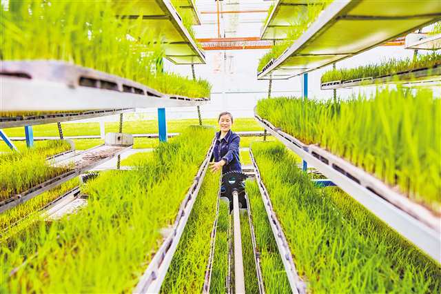 巴南区石滩镇智能化育秧基地温控室内，工作人员通过精准控制温度、湿度和光照等条件，利用现代科技手段进行秧苗培育。（本报资料图片）通讯员 刘纪湄 摄/视觉重庆