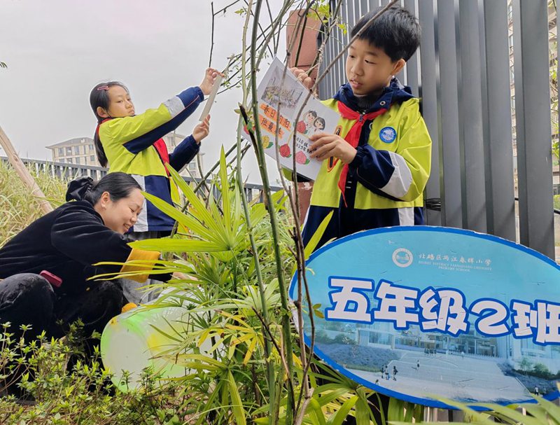 孩子们在刚种植的月季枝蔓上悬挂“班级梦想牌”。北碚区两江春晖小学供图