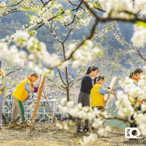 李花深处绘春光 巫山农旅焕新颜