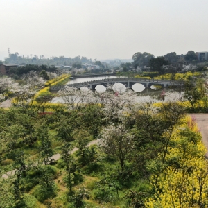 北碚：春光灿烂 繁花盛放引客来