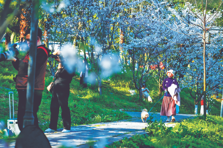 市民和游客散步赏花。