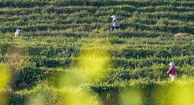 东印茶山基地,茶农正在采摘明前茶。记者 龚长浩 摄