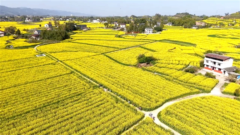 油菜花盛开,大地一片金黄。记者 李节 摄