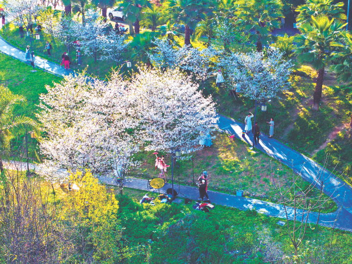大渡口区白居寺公园樱花绽放。