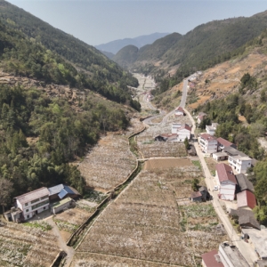 巫山：千树梨花千树金 乡村振兴新画卷