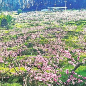 武隆平桥镇：梨花桃花竞相开放 美丽乡村入画来