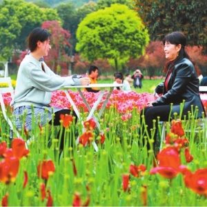 沙坪坝：郁金香花海醉游人