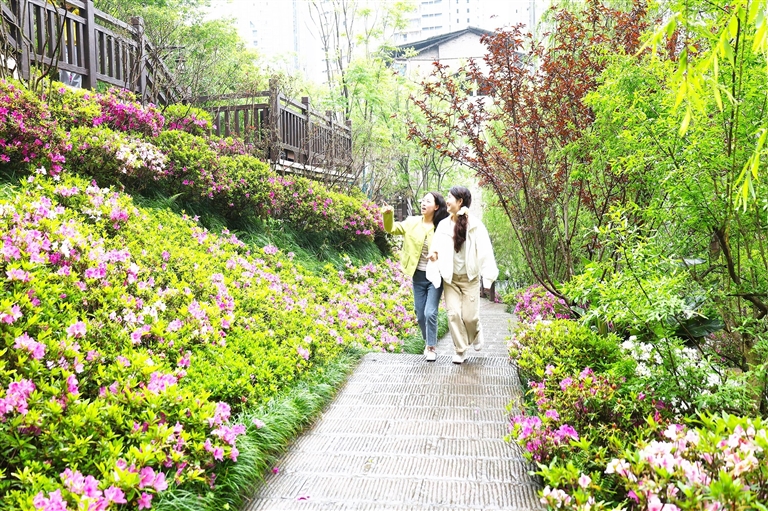 东坡花园的杜鹃花引来市民观赏。