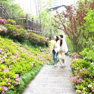 忠县：杜鹃花开漫东坡