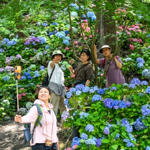 南岸：南山大金鹰绣球花海绽放如同梦幻花境